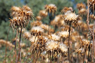 Güneşli bir günde kuru bitkiler