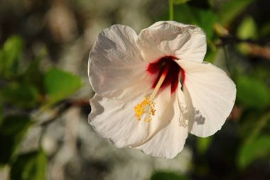 Çin hibiscus beyaz gül