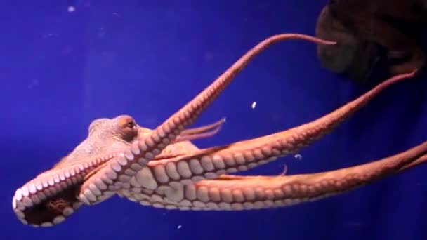 背景蓝色的水族馆里的章鱼 — 图库视频影像