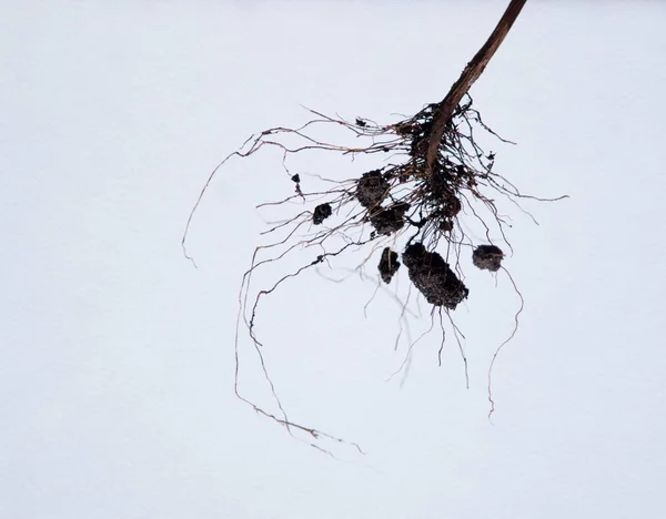 Plant roots with  balls of earth on the white background