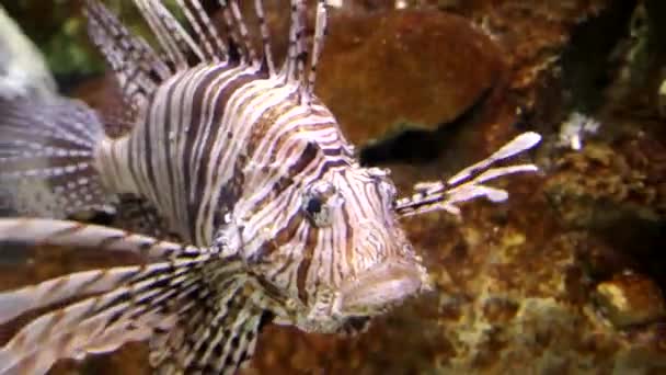 Lionfish Aquário — Vídeo de Stock