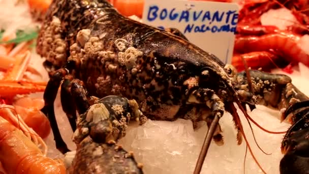 Αστακός Στον Πάγο Bogavante Σημαίνει Αστακός — Αρχείο Βίντεο