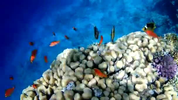 Antias Ryby Butterfly Ryby Coral Reef — Stock video