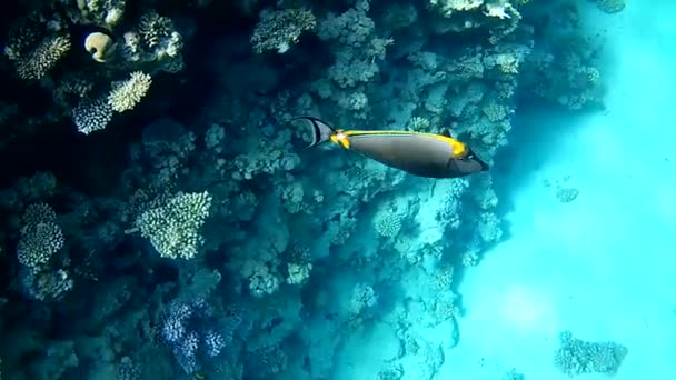 珊瑚礁中的鱼类外科医生 — 图库视频影像