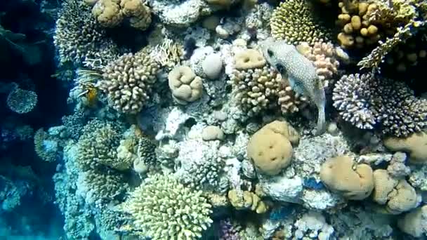 珊瑚礁中的阿罗龙海星 — 图库视频影像