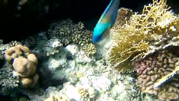 在珊瑚礁中的鹦鹉鱼 — 图库视频影像