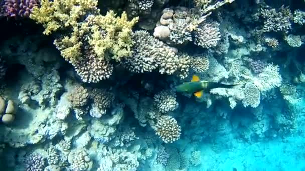 Peixe Papagaio Recife Coral — Vídeo de Stock