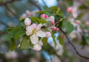 İlkbaharda elma çiçeği