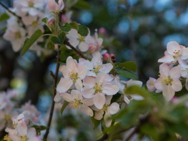 İlkbaharda elma çiçeği