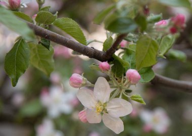 İlkbaharda elma çiçeği