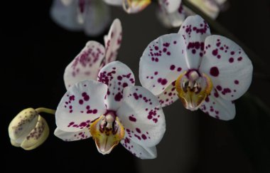 Koyu arkaplanda beyaz mor orkideler