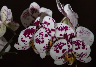 Koyu arkaplanda beyaz mor orkideler