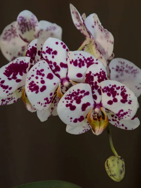 Orquídeas Roxas Brancas Fundo Escuro — Fotografia de Stock
