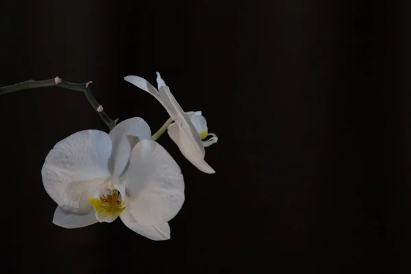 在一个黑暗的背景上的白色兰花 — 图库照片