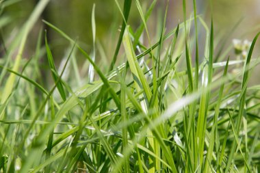 Bir bahar gününde yeşil çimenler