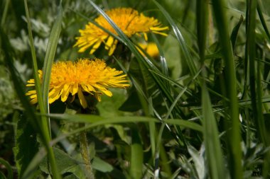 Baharda yeşil çimenlerde karahindiba