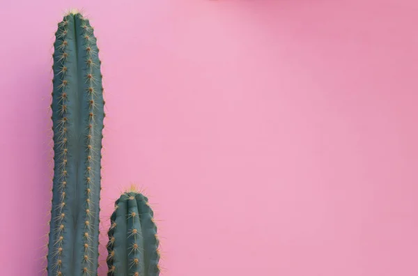 Cactus Sur Fond Rose — Photo