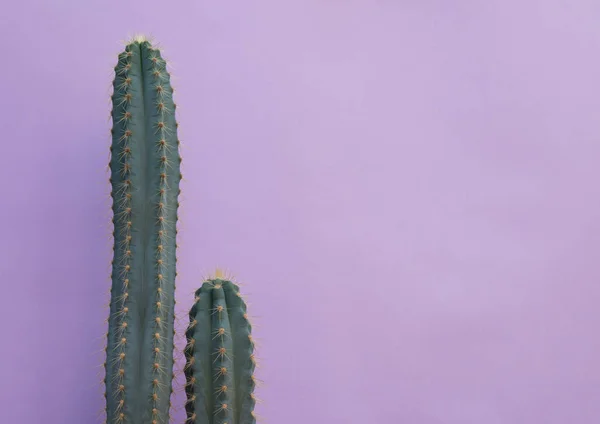 Cactus Sur Fond Lilas — Photo