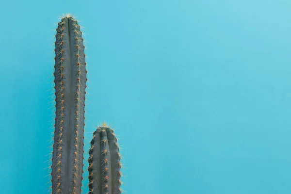 Cactus Sur Fond Bleu — Photo