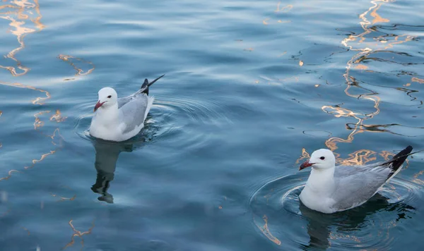 Two Sea Chulls Water — стоковое фото