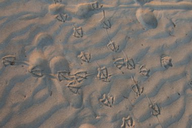 kumda bir martı izleri