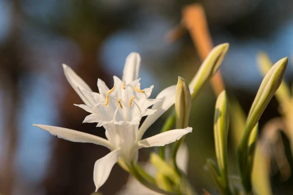 Flor Blanca Sobre Fondo Azul — Foto de Stock