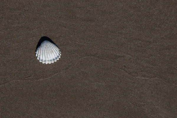 Seashell Sand Beach — Stock Photo, Image