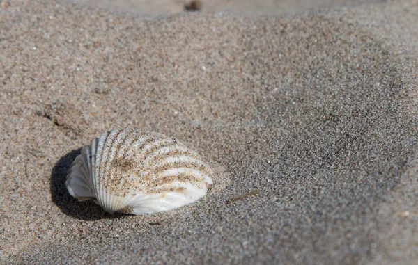 Coquillage Sur Sable Plage — Photo