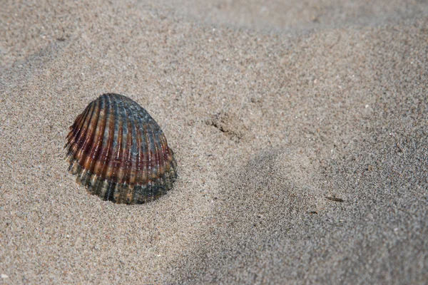 Žašell Písku Pláži — Stock fotografie