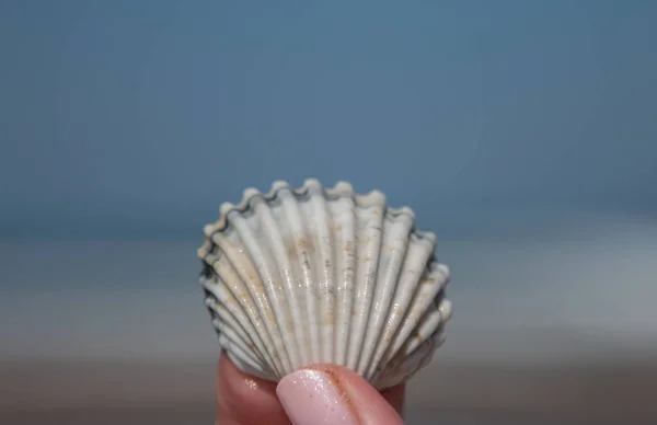 Weiße Muschel Vor Blauem Meer Und Himmel — Stockfoto