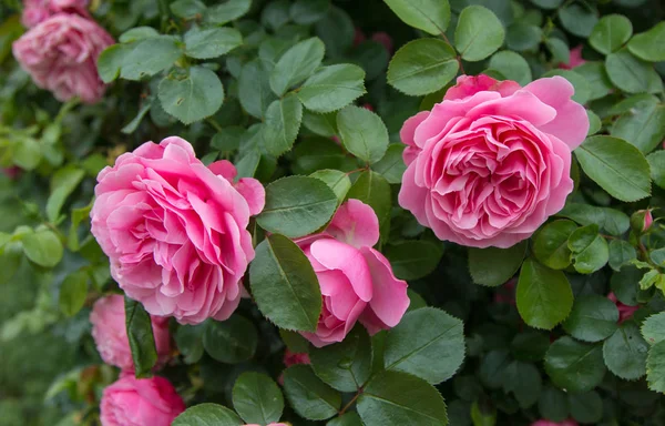 pembe bahçe yeşil yaprakların bir arka plan üzerinde gül