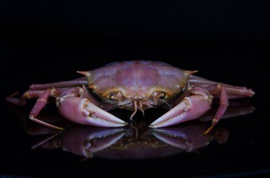 siyah bir arka plan üzerinde yengeç