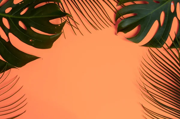 tropical plants on a orange background