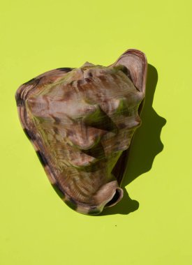 Sarı arka planda büyük deniz kabuğu