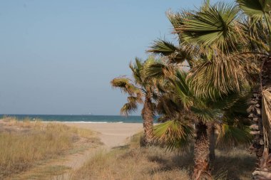 Deniz manzarası, sahil, gemi, yaz günü palmiye