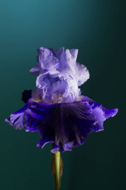 Mavi arkaplanda leylak çiçeği