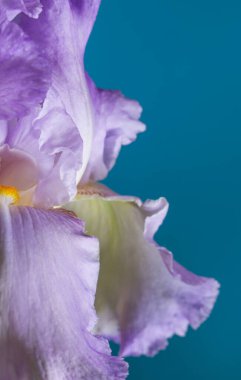 Mavi arka planda leylak ve beyaz iris çiçeğinin yarısı