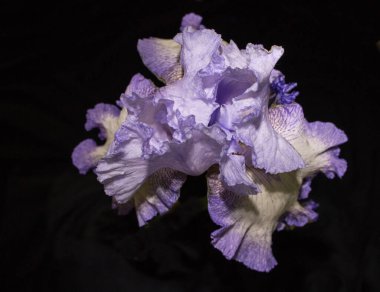 Mavi arka planda leylak ve beyaz zambak çiçeği