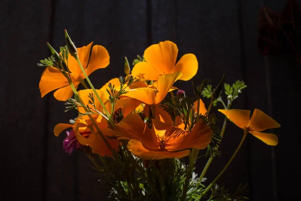 Kytice Eschscholzia Californica Žluté Květy Tmavém Pozadí — Stock fotografie