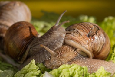 İki salyangoz, sarı arka planda marul yaprağında.
