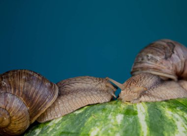 Mavi arka planda karpuz üzerinde iki salyangoz.