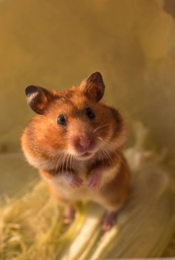 Sarı arka planda Suriyeli kahverengi hamster.