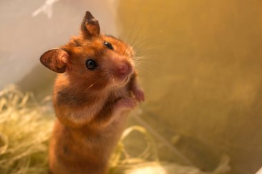 Sarı arka planda Suriyeli kahverengi hamster.