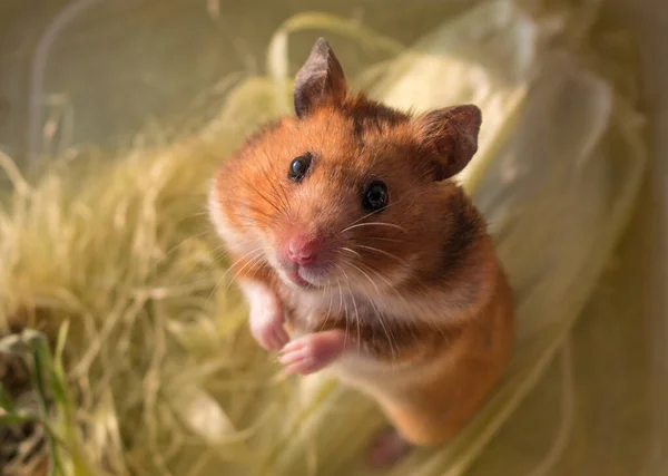 Hamster Marrom Sírio Fundo Amarelo — Fotografia de Stock