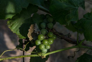 Yapraklı yeşil üzümler.