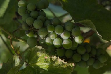 Yapraklı yeşil üzümler.