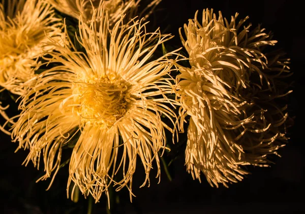 Crisântemos Flores Luz Sol Pôr Sol Sobre Fundo Preto — Fotografia de Stock