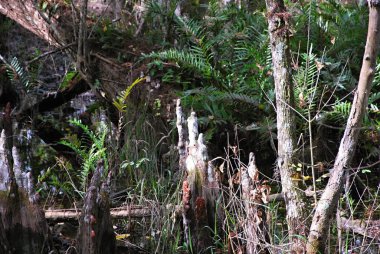 Bataklık Manzarası Everglades Ulusal Parkı, Florida