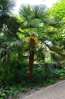 Frankfurt 'taki River Main' e park et Hesse.