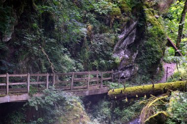 Kara Orman, Baden, Wuerttemberg Kanyonu 'ndaki Lotenbachklamm Nehri.